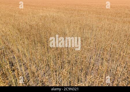 Le lin mûrissant dans un champ et prêt pour la récolte. Dans un champ et prêt pour la récolte. Banque D'Images