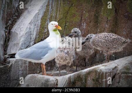 Un goéland à harengs couvert d'algues et de sang (Larus argentatus) retourne à son nid sur la corniche pour se nourrir sa famille de poussins Banque D'Images