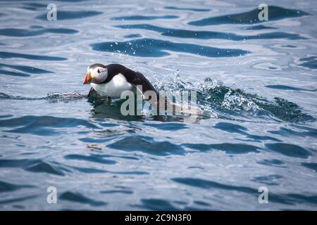 Un macareux (Fratercula arctica) s'en prend à la surface de la mer du Nord Banque D'Images