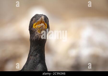 Un bec sur une photo du cerf européen (Phalacrocorax aristotelis) appelant ses poussins tout en étant assis sur les falaises des îles Farne Banque D'Images