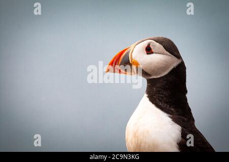 Plan du clown de la mer (Fratercula arctica) montrant les couleurs vives du bec Banque D'Images