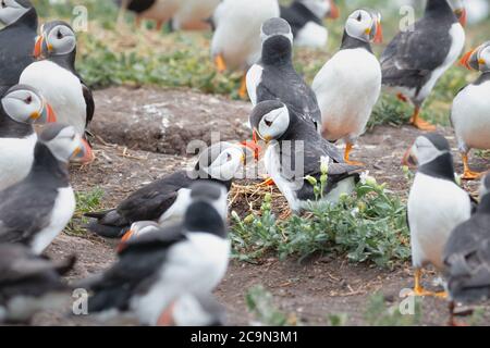 Parmi le groupe de puffins (Fratercula arctica), une paire se salue en frappant leurs becs ensemble Banque D'Images