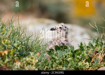 Une poussette de goéland de hareng (Larus argentatus) regarde notre de son nid parmi la végétation Banque D'Images