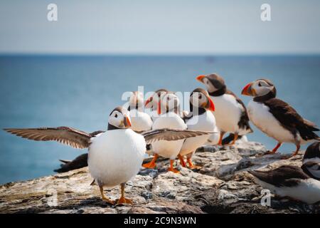 Un macareux (Fratercula arctica) étire ses ailes devant un groupe de macareux sur les rochers de la falaise surplombant la mer Banque D'Images