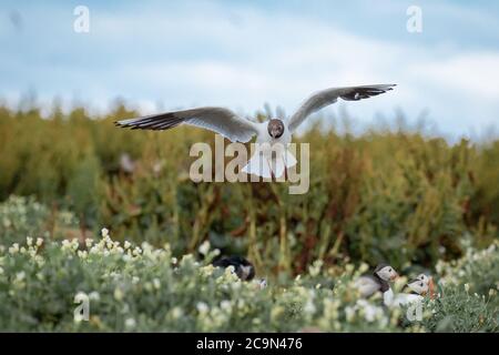 Un mouette à tête noire (Chericocephalus ridibundus) survole les têtes des puffins à la recherche de nourriture abandonnée Banque D'Images