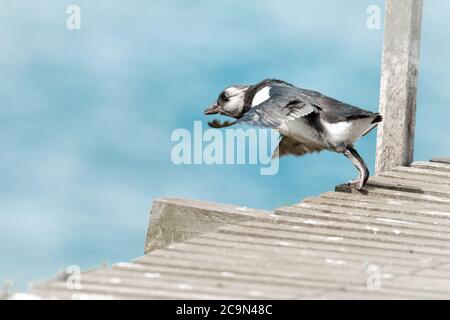 Un poussin (Fratercula arctica) ou un puffling le fait sauter du chemin en bois de l'île Banque D'Images