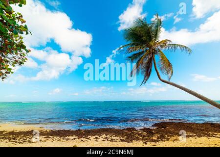 Autre plage de bord en Guadeloupe, antilles françaises. Petites Antilles, mer des Caraïbes Banque D'Images