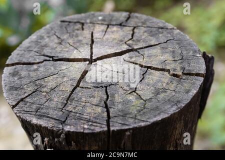 Gros plan d'un sommet d'un bloc circulaire en bois présentant des fissures visibles et une texture du bois. Banque D'Images