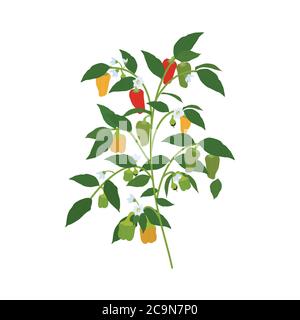 Poivrons. Illustration vectorielle. Branche avec poivrons, inflorescence et feuilles Illustration de Vecteur
