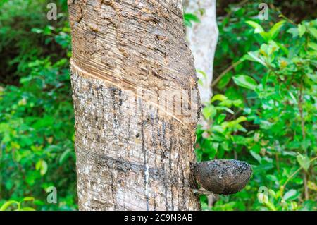 Le latex laiteux extrait de l'arbre de caoutchouc (Hevea brasiliensis) comme source de caoutchouc naturel. Plantations de plantes en caoutchouc Gevei dans le sud de Sri Lank Banque D'Images