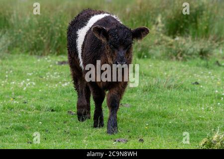 Jeune veau Galloway à ceinture dans un pâturage, parc national de Lake District, Royaume-Uni. Banque D'Images