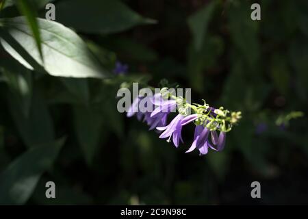Fleurs violettes bleuets dans le jardin sur un fond sombre de verdure Banque D'Images