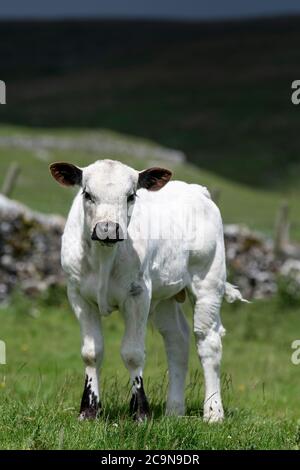 Veau blanc britannique sur un pâturage de haut niveau dans les Yorkshire Dales. Les bovins blancs britanniques sont classés comme une race minoritaire au Royaume-Uni. Banque D'Images
