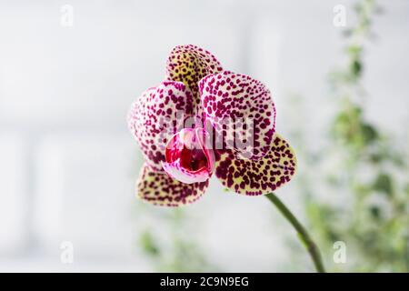 Hybride Phalaenopsis. (Phalaenopsis Wild Cat). Belle orchidée rare variétale. Mise au point sélective Banque D'Images