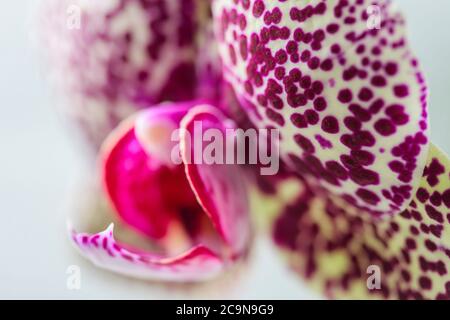 Hybride Phalaenopsis. (Phalaenopsis Wild Cat). Belle orchidée rare variétale. Mise au point sélective Banque D'Images