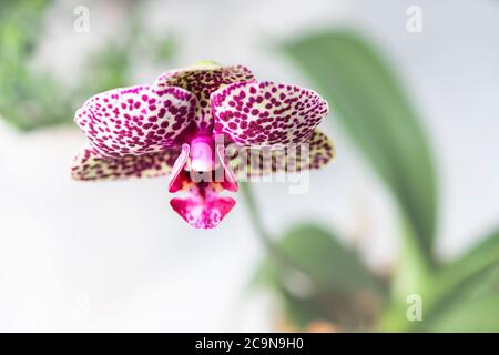 Hybride Phalaenopsis. (Phalaenopsis Wild Cat). Belle orchidée rare variétale. Mise au point sélective Banque D'Images