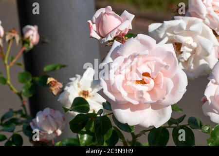 Petites roses blanches buissons fleurir sur la route dans le jardin Banque D'Images