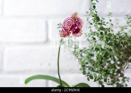 Hybride Phalaenopsis. (Phalaenopsis Wild Cat). Belle orchidée rare variétale. Mise au point sélective Banque D'Images