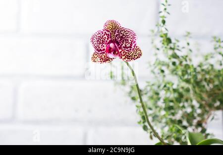 Hybride Phalaenopsis. (Phalaenopsis Wild Cat). Belle orchidée rare variétale. Mise au point sélective Banque D'Images