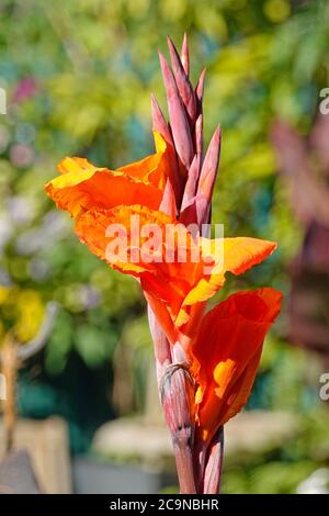 Jardinage gros plan Canna tête de fleur et bourgeons que l'on croit Soyez Durban jaune orange pétales juste ouvert et groupe de Bourgeons dans le jardin intérieur arrière Angleterre Royaume-Uni Banque D'Images