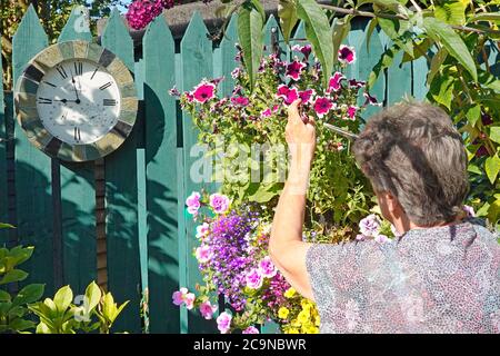 Retraité senior travaillant femme avec la pression d'horloge de jardin à donner le temps pour les rendez-vous de santé petits-enfants engagements appréciant des passe-temps royaume-uni Banque D'Images