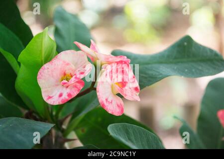 Fleurs roses avec taches rouges avec Euphorbia Milii fleurs avec feuilles vertes sur fond flou Banque D'Images