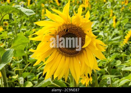 Fleurs de soleil communes qui poussent dans une ferme de Buckinghamshire. Helianthus annuus, le tournesol commun, est cultivé comme une culture pour son huile comestible et ses fruits comestibles. Ses graines sont utilisées comme nourriture pour oiseaux sauvages, fourrage de bétail, dans certaines applications industrielles, et comme fleur ornementale dans les jardins domestiques. Les tournesols affichent un comportement appelé héliotropisme. Les bourgeons et les fleurs fleurissent face à l'est le matin et suivent le soleil pendant la journée. À mesure que les tournesols grandissent et que leurs têtes deviennent plus lourdes, les tiges se raidir et la plupart restent orientées vers l'est. La lumière du soleil sur les fleurs jaune vif attire les pollinisateurs. Banque D'Images