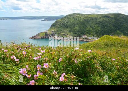 The Narrows, St Johns, Terre-Neuve, Canada Banque D'Images