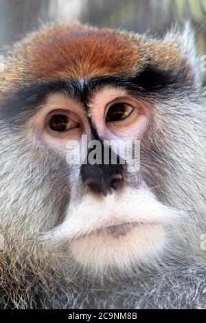 Un portrait d'un singe Papas, Erythrocebus pata. Pop-corn Park Zoo, Forked River, New Jersey, États-Unis Banque D'Images