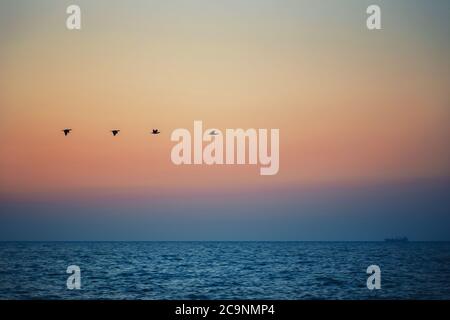 Silhouettes d'oiseaux volant au-dessus de la mer contre le coucher du soleil, le lever du soleil Banque D'Images