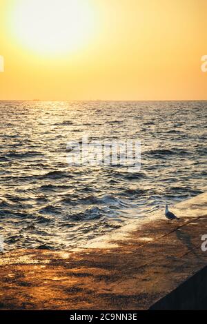 Un seul mouette se tenant sur la jetée et regardant le lever du soleil, regardant dans l'océan Banque D'Images