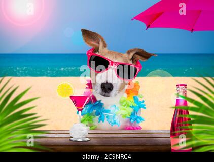 jack russell chien portant des lunettes de soleil pendant les vacances d'été avec un cocktail ou une boisson au bar club de la plage Banque D'Images