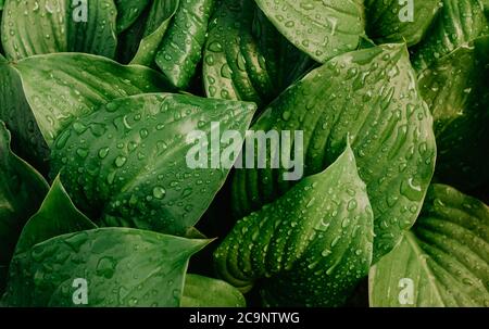 Grandes gouttes d'eau de pluie transparente sur une macro de feuille verte. Banque D'Images