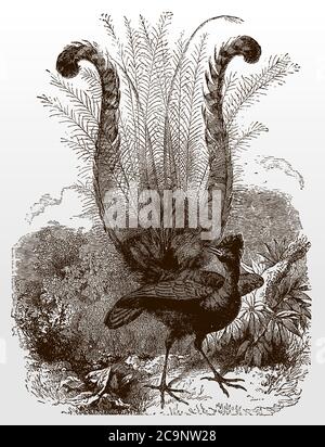 Superbe oiseau de race, menura novaehollandiae montrant ses belles plumes de queue, d'après une illustration antique du XIXe siècle Illustration de Vecteur