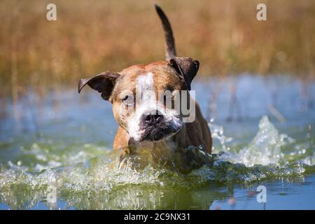Chien American Pit Bull Terrier courant dans le lac, amusement d'eau d'été Banque D'Images
