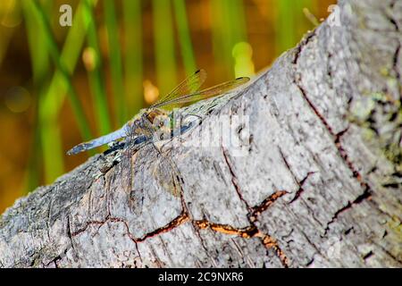 Macro de gros plan d'un papillon skimmer à queue noire reposant sur une bûche Banque D'Images