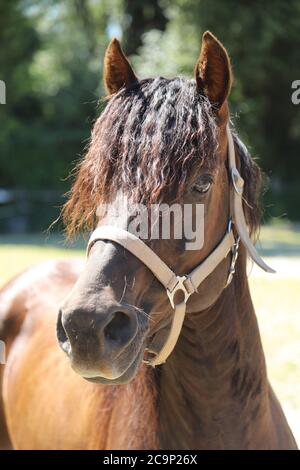 Photo d'un bel étalon. Cheval Morgan adulte debout dans le corral d'été près de la station d'alimentation et d'autres chevaux Banque D'Images