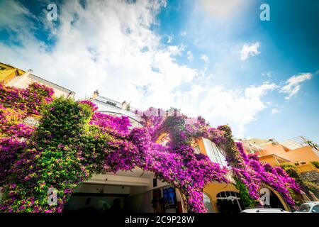 Bâtiments couverts de fleurs colorées à Positano par une journée ensoleillée. Côte amalfitaine, Italie Banque D'Images