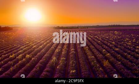Coucher de soleil incroyable sur les champs de lavande de Valensole Provence en France Banque D'Images