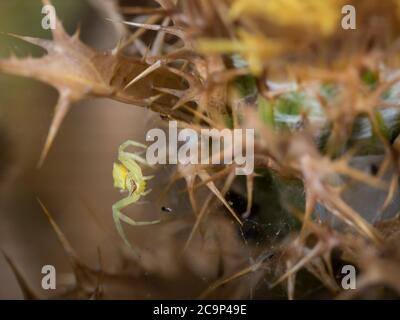 Thomisus onustus. Araignée dans son environnement naturel. Banque D'Images