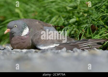 Pigeon en bois commun sans vol et blessé, situé sur la route de gravier de l'ouest de la Finlande, le jour ensoleillé de la fin du mois de juillet 2020. Banque D'Images