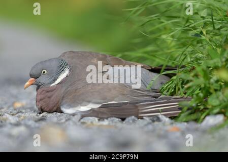 Pigeon en bois commun sans vol et blessé, situé sur la route de gravier de l'ouest de la Finlande, le jour ensoleillé de la fin du mois de juillet 2020. Banque D'Images