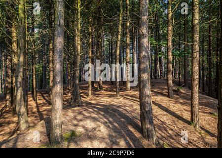 Forêt à Formby à Merseyside, le soir ensoleillé de l'été Banque D'Images