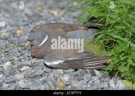 Pigeon en bois commun sans vol et blessé, situé sur la route de gravier de l'ouest de la Finlande, le jour ensoleillé de la fin du mois de juillet 2020. Banque D'Images