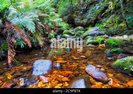 Riverbed au fond du sentier de randonnée du Grand Canyon dans les Blue Mountains d'Australie. Banque D'Images