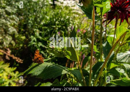 Un papillon virgule dans un jardin typique de cottage anglais Banque D'Images