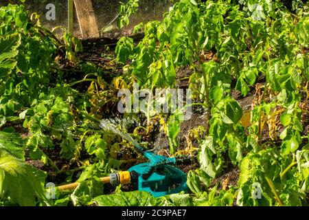 Un arroseur d'eau arrose un potager Banque D'Images