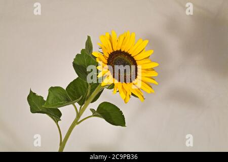 Un tournesol géant qui pousse dans un jardin d'été dans le centre de l'Oregon. Banque D'Images