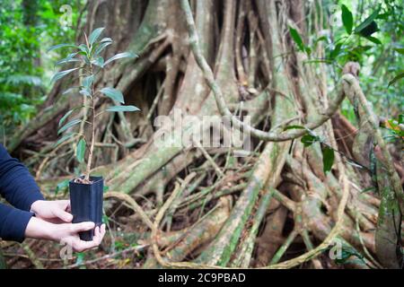 Figue à petits feuillures (Ficus obliqua) - le sauterelle en pot et l'arbre mûr en arrière-plan. Juillet 2020. Baie de vache. Parc national de Daintree. Queensland. Australie. Banque D'Images