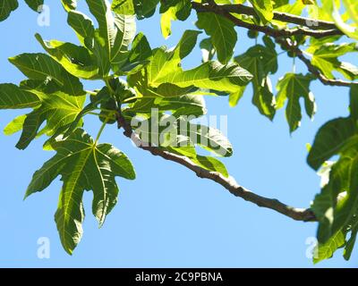Fig arbre devant le ciel bleu Banque D'Images